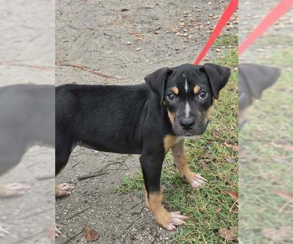Medium Photo #1 Mutt Puppy For Sale in Brewster, NY, USA
