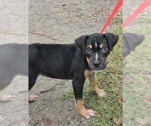 Mutt Dogs for adoption in Brewster, NY, USA