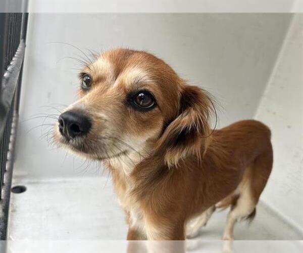 Medium Photo #1 Cavalier King Charles Spaniel-Unknown Mix Puppy For Sale in Houston, TX, USA