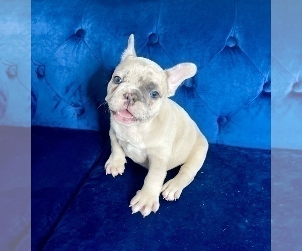 Medium Photo #22 French Bulldog Puppy For Sale in EMPIRE STATE, NY, USA