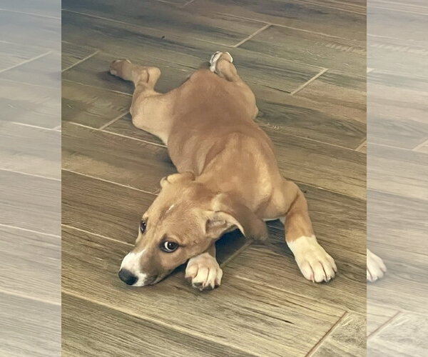 Medium Photo #2 Labrador Retriever-Unknown Mix Puppy For Sale in Rockaway, NJ, USA