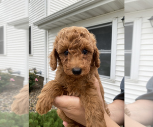 Goldendoodle (Miniature) Puppy for sale in ARCOLA, IL, USA