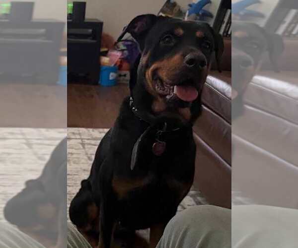 Medium Photo #1 Rottweiler Puppy For Sale in San Antonio, TX, USA