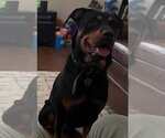 Small Rottweiler