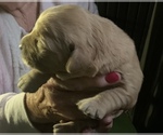 Small Photo #4 Golden Retriever Puppy For Sale in HARRISBURG, IL, USA