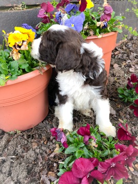 Medium Photo #3 Aussiedoodle-Poodle (Standard) Mix Puppy For Sale in MAIDEN, NC, USA