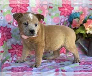 Australian Cattle Dog Puppy for sale in LANCASTER, PA, USA
