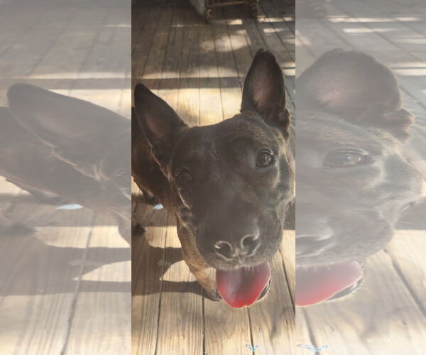 Medium Photo #2 Bulldog-Unknown Mix Puppy For Sale in Holly Springs, NC, USA