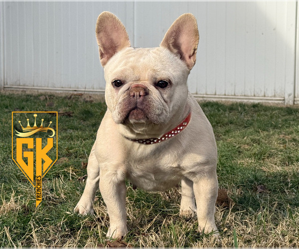 Medium Photo #1 French Bulldog Puppy For Sale in GRANDVIEW, WA, USA