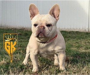 Mother of the French Bulldog puppies born on 02/23/2025