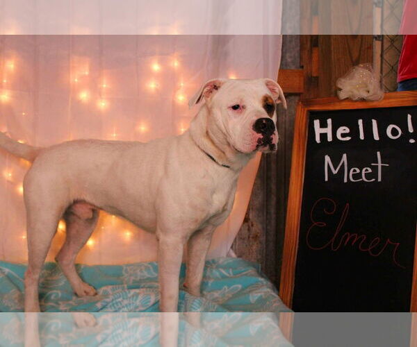 Medium Photo #5 American Bulldog Puppy For Sale in Crandall, GA, USA