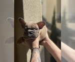 Small Photo #4 French Bulldog Puppy For Sale in SAN DIEGO, CA, USA