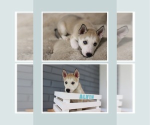 German Shepherd Dog-Siberian Husky Mix Puppy for sale in WASHINGTON, NC, USA
