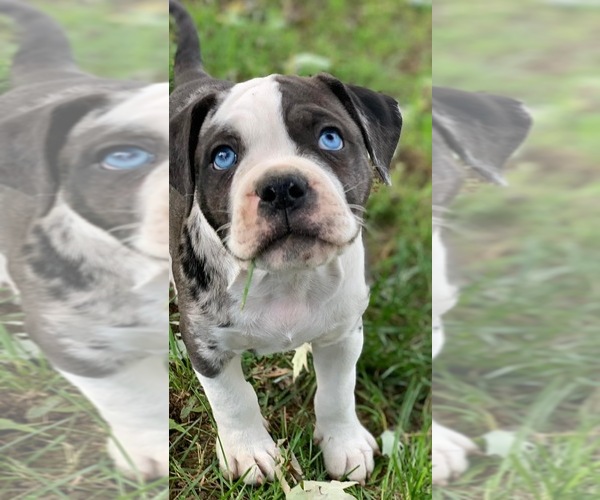 Medium Photo #3 Alapaha Blue Blood Bulldog Puppy For Sale in RUFFS DALE, PA, USA