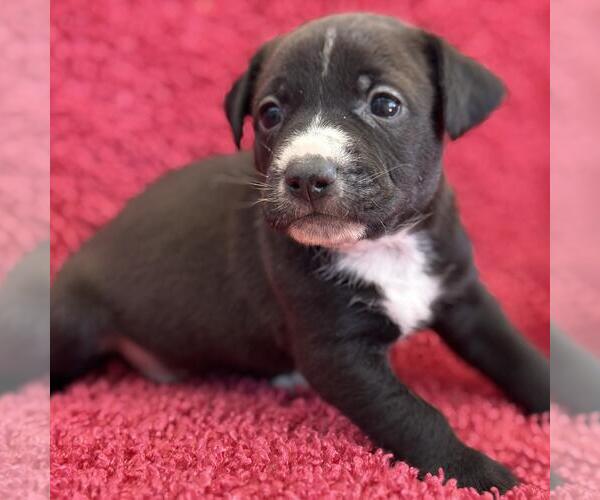 Medium Photo #1 Colonial Cocker Spaniel-Unknown Mix Puppy For Sale in San Diego, CA, USA