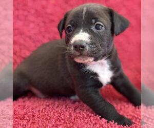 Colonial Cocker Spaniel-Unknown Mix Dogs for adoption in San Diego, CA, USA