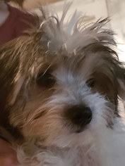 Morkie Puppy for sale in PARSONS, WV, USA