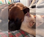 Small Photo #3 Boxer Puppy For Sale in Woodbury, MN, USA