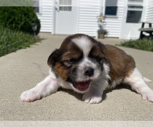 Shih Tzu Puppy for sale in ARCOLA, IL, USA
