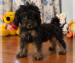 Yorkipoo puppie - Male Yorkipoo Puppy for Sale - Photo #4