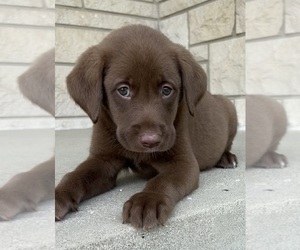 Labrador Retriever Puppy for sale in INDIANAPOLIS, IN, USA