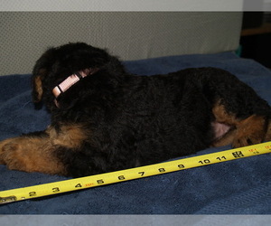 Medium Airedale Terrier