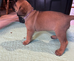 Small #1 Boerboel-Cane Corso Mix