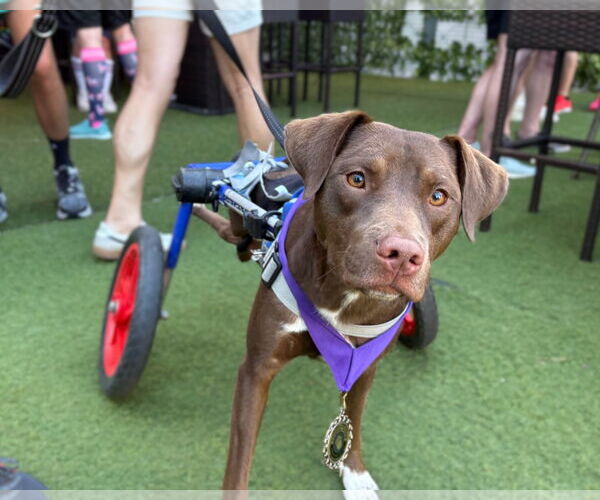 Medium Photo #3 Labrador Retriever-Unknown Mix Puppy For Sale in Holly Springs, NC, USA