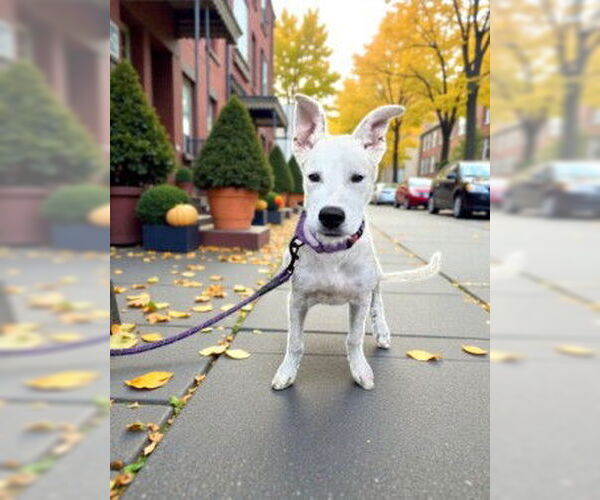 Medium Photo #2 Gerberian Shepsky Puppy For Sale in The Woodlands, TX, USA