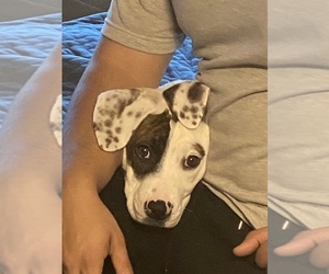 Dalmatian-Unknown Mix Puppy for sale in CHARLOTTE, NC, USA