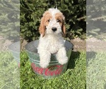 Small #1 Goldendoodle mix (+ Poodle Miniature)