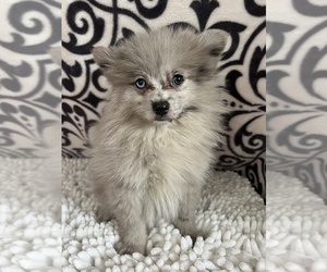 Pomeranian Puppy for Sale in MARTINSVILLE, Indiana USA