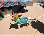 Small #6 Rat Terrier Mix