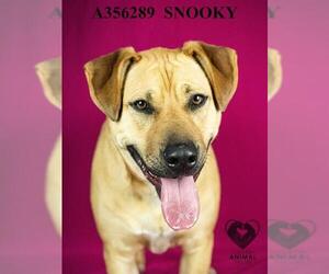 Shepradors Dogs for adoption in Stockton, CA, USA