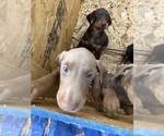Small #21 Doberman Pinscher