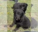 Small #2 German Shepherd Dog