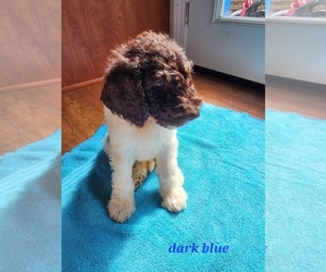 Poodle (Standard) Puppy for sale in MARION, IN, USA