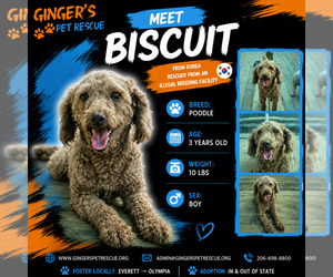 Poodle (Toy) Dogs for adoption in Seattle, WA, USA