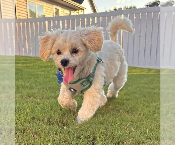 Medium Photo #1 Maltese Puppy For Sale in Spring Lake, NC, USA
