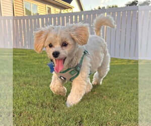 Maltese Dogs for adoption in Spring Lake, NC, USA