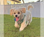 Small Maltese