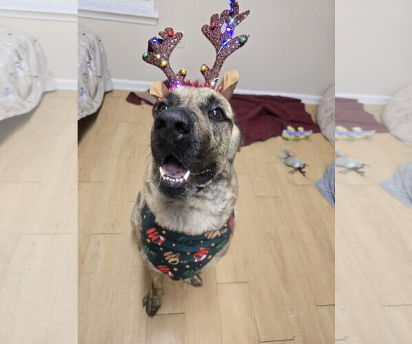 Medium Photo #8 Mastiff-Unknown Mix Puppy For Sale in Rockaway, NJ, USA