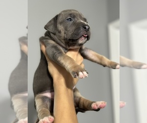 American Bully Puppy for sale in DELTONA, FL, USA