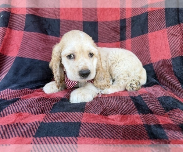 Medium Photo #4 Cocker Spaniel Puppy For Sale in LAKELAND, FL, USA