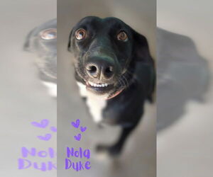 Borador Dogs for adoption in Monte Vista, CO, USA