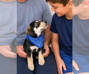 Tank - Male Beagle-Unknown Mix Dog for Adoption - Photo #2