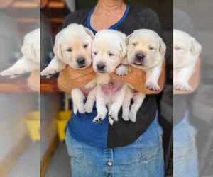 Labrador Retriever Puppy for sale in WAGENER, SC, USA