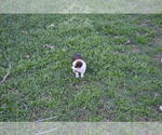 Small #2 Miniature Australian Shepherd