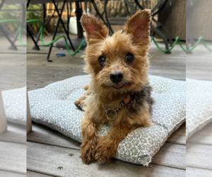 Mutt Dogs for adoption in Brooklyn, NY, USA