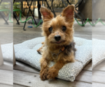 Small Mutt